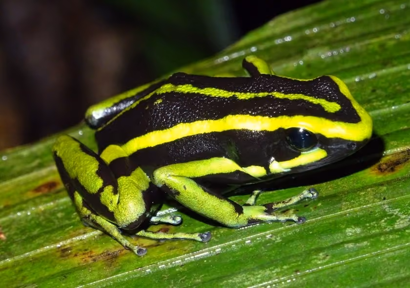 3 días Amazonia profunda