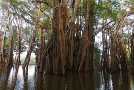 🌴 Isla Cacao (Perú)