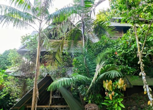 Paraiso Ayahuasca Puerto Nariño