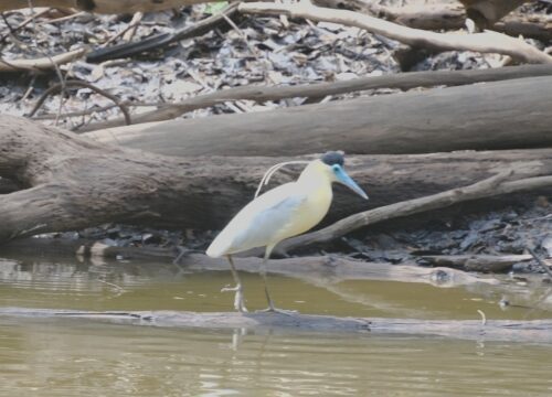 Selva del Amazonas: Un Tesoro Natural que Todos Debemos Cuidar