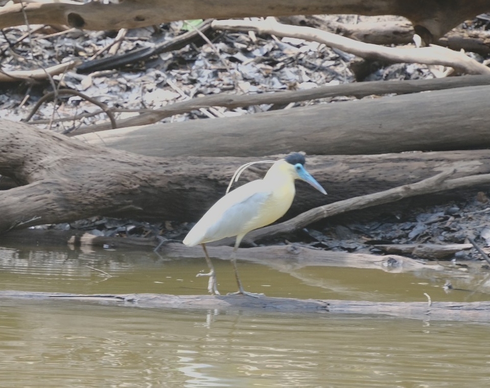 Selva del Amazonas: Un Tesoro Natural que Todos Debemos Cuidar