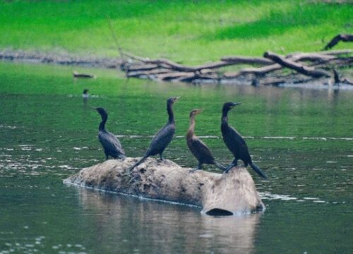 Avistamiento de aves