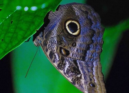 Amazonas Nocturna